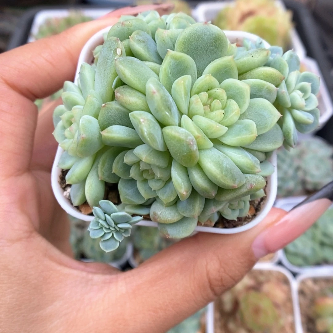 纸鸢群生带缀化238号