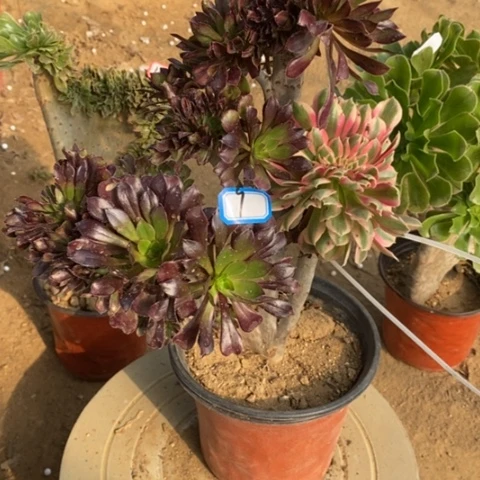 法师缀嫁接一物一拍