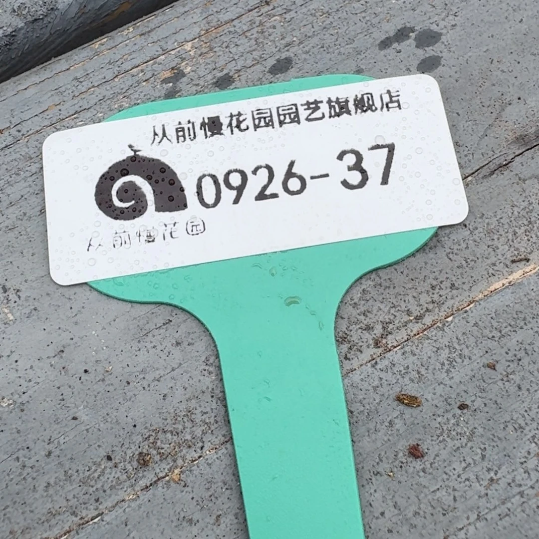 从前慢多肉精选编号0926.37