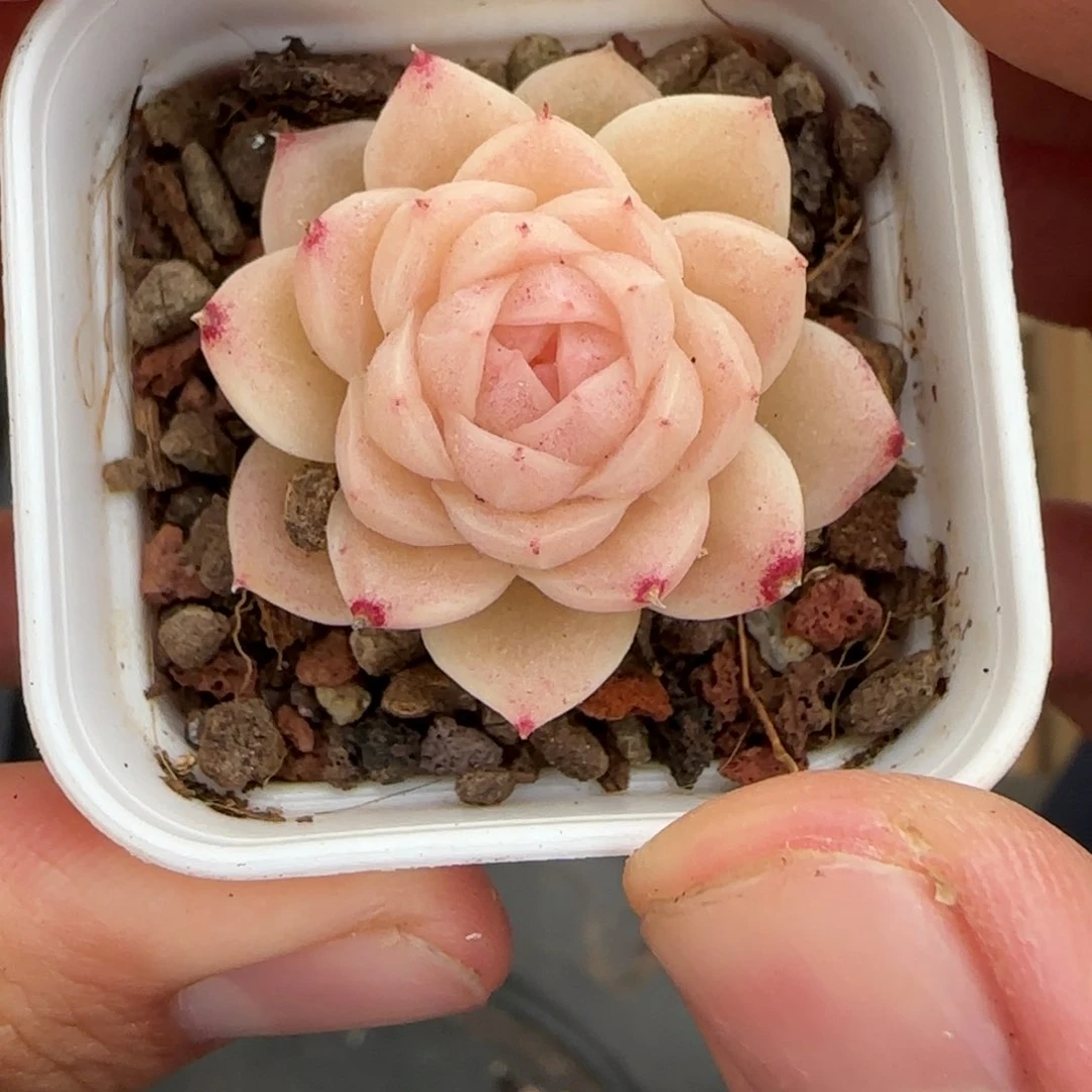 一物一拍麦秆糖心06020