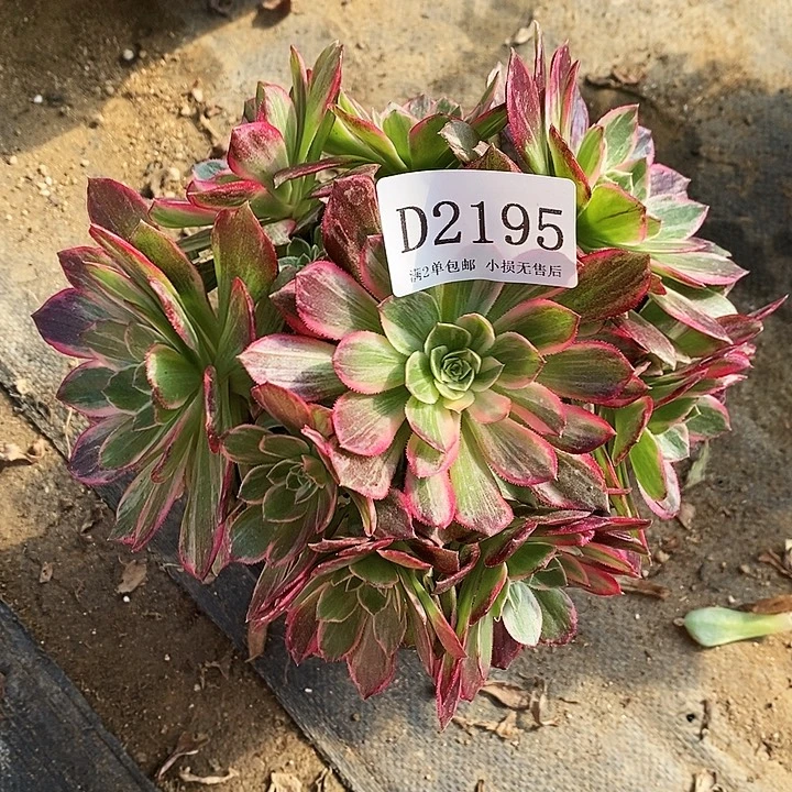 2195万花筒多肉植物不周正