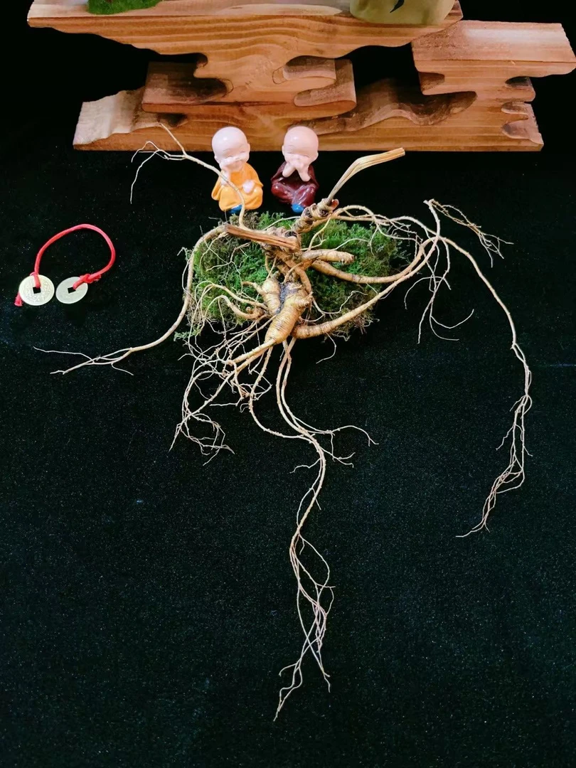 长白山放山人参（直播链接）