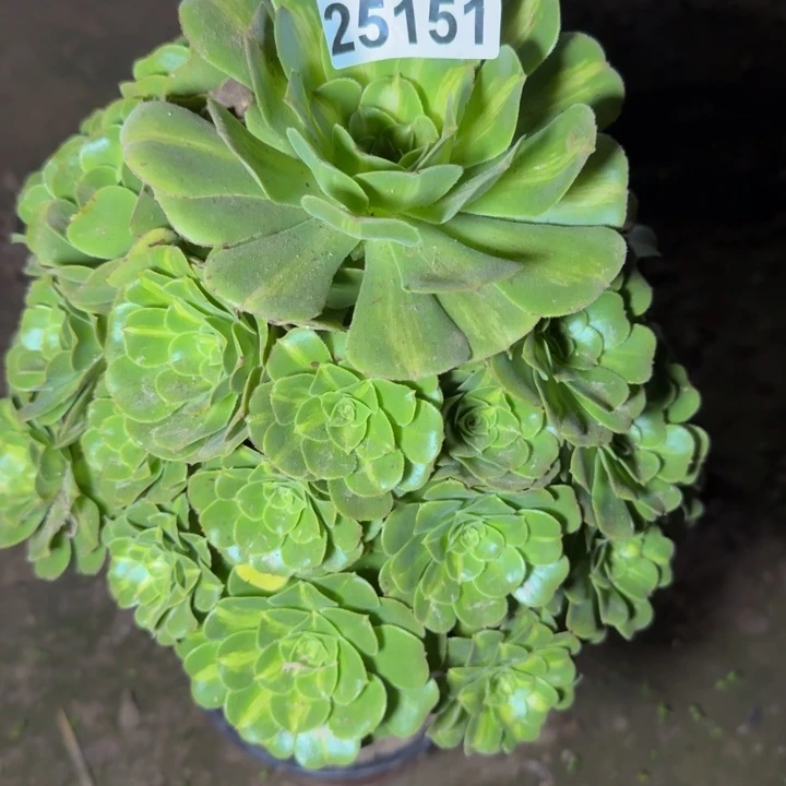 25151琉璃多肉植物