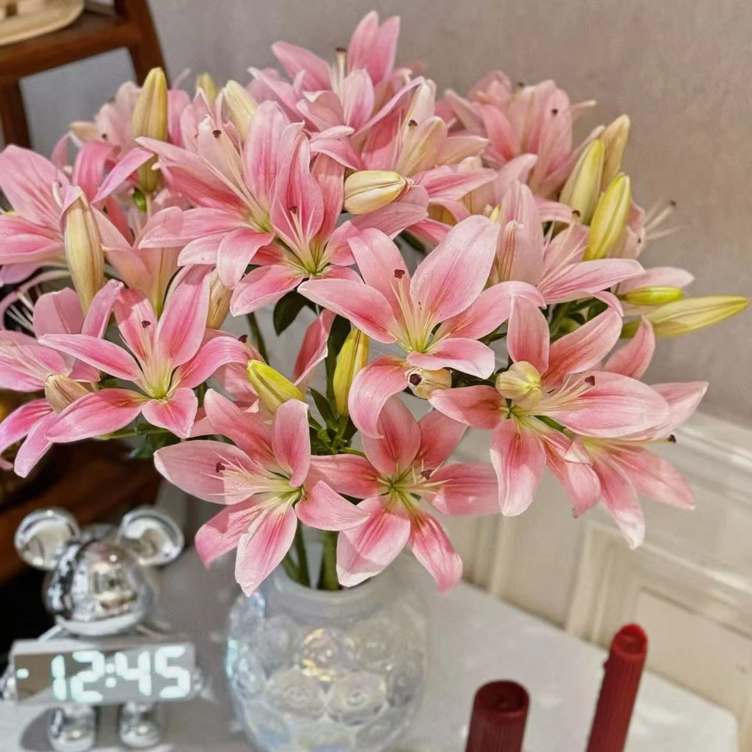 【小粉仙】亚百合5支 全店拍任意两单以上鲜花升级顺丰