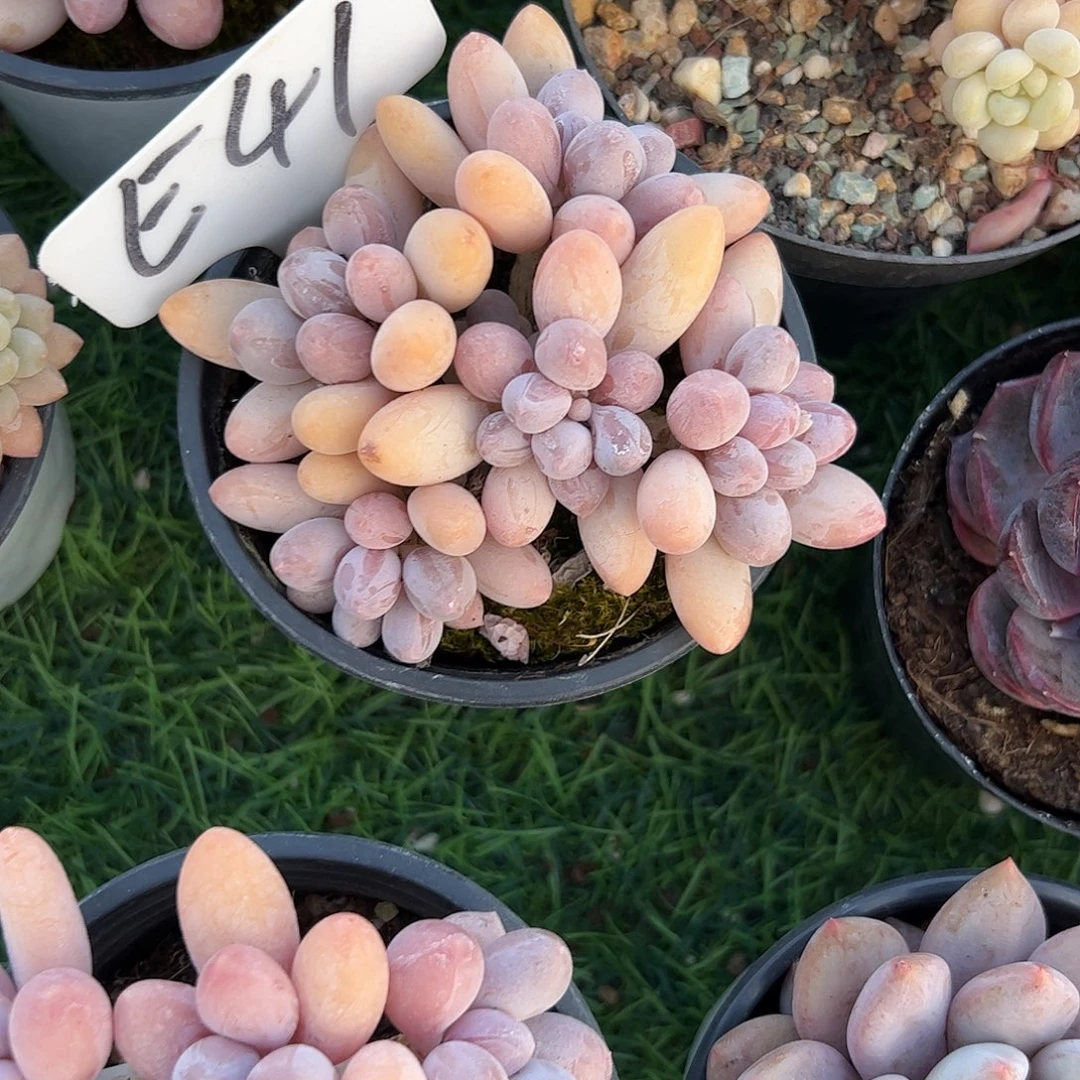 香水手指多肉植物