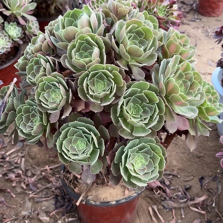多肉植物女巫中斑6