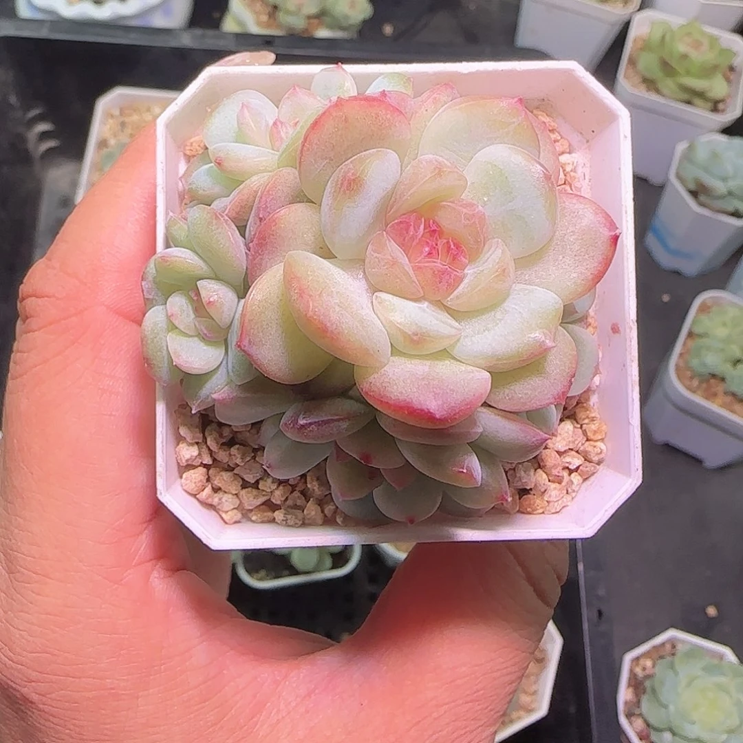波***花多头琴心开播福利