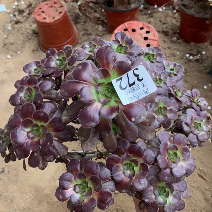 372红酒圆叶手捧1号