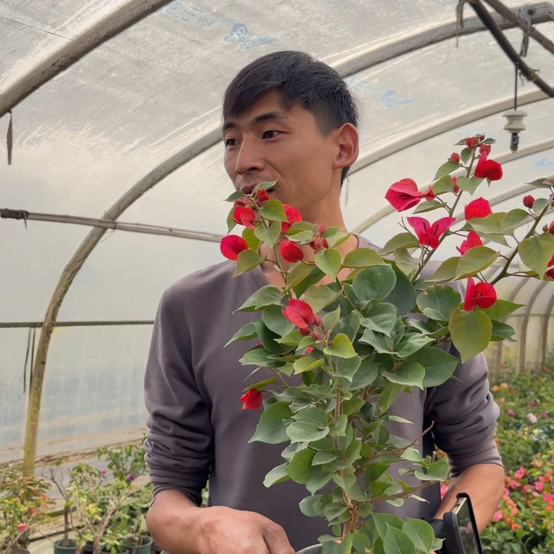 全部花苞（血红）三角梅会落花落叶会光杆苗情有大有小