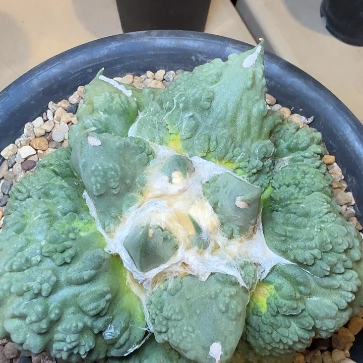 16cm捡漏巨大型外星血怒