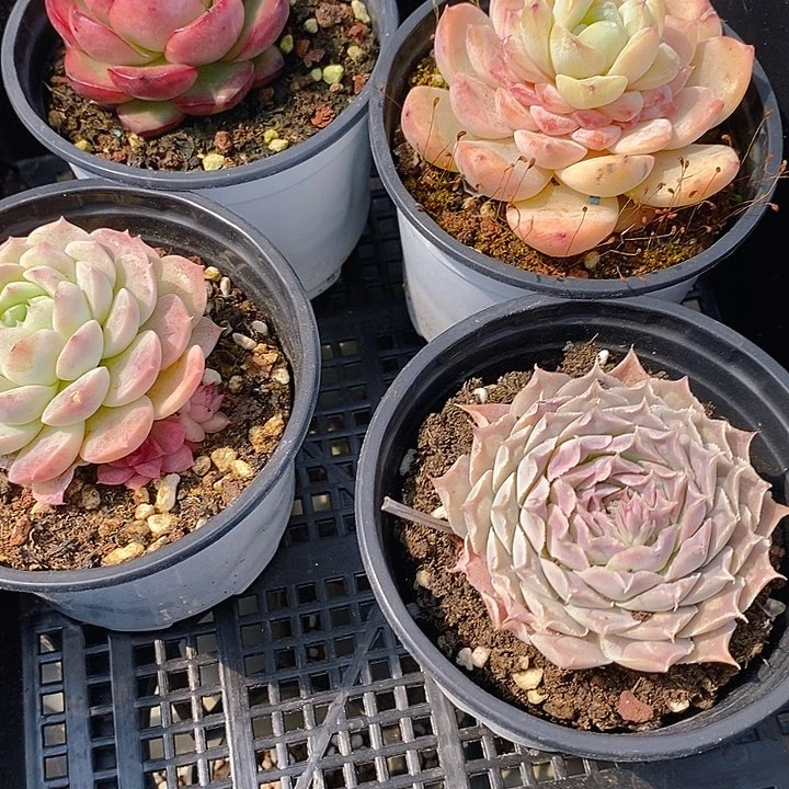 171 多肉植物盆栽花卉植物