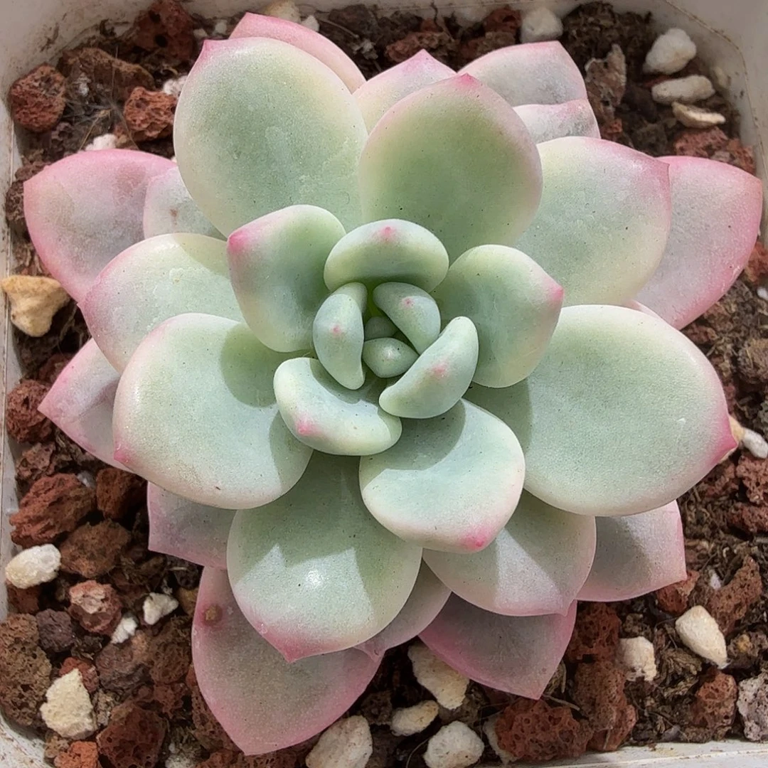 老香水锦，多肉植物。