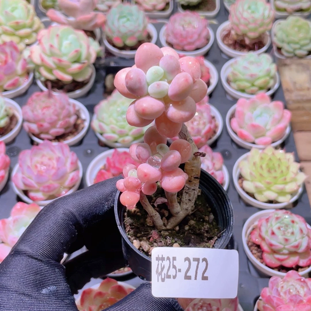 花利美25-272洛神