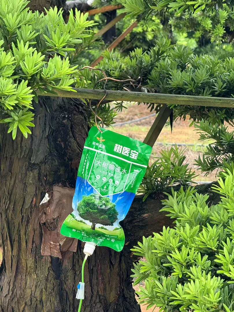 罗汉松 树木营养液
