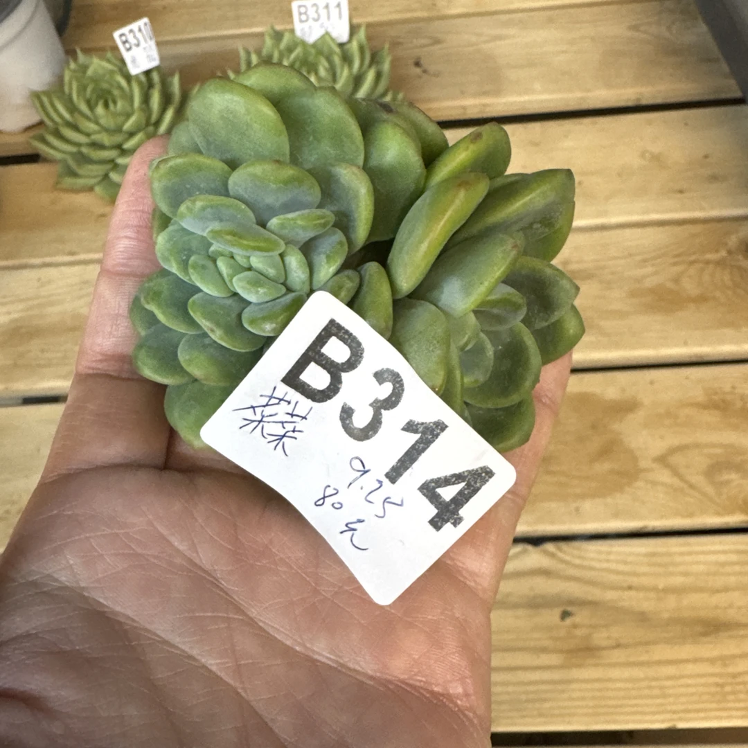 B313，菜，多肉植物，杂交