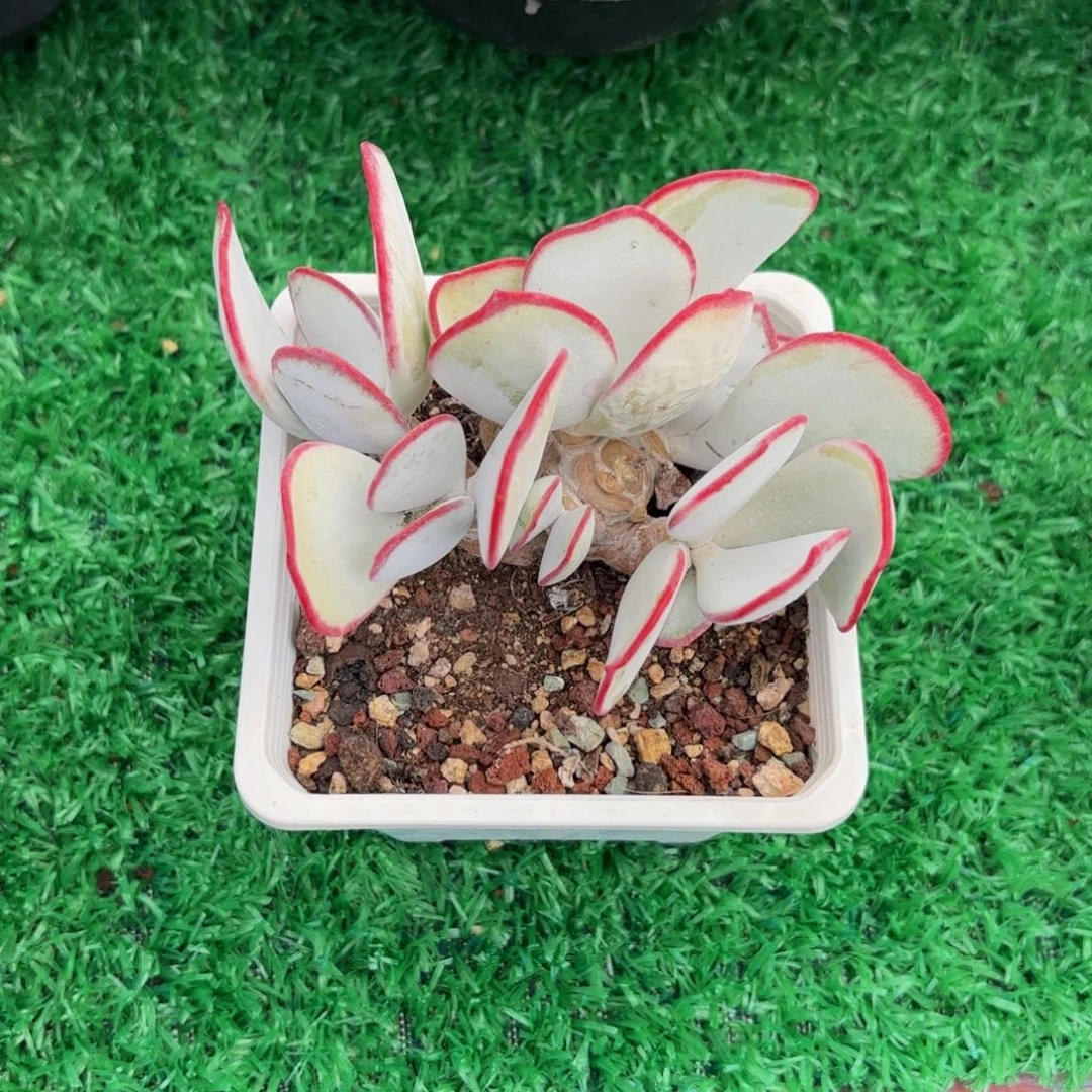 哈哈哈就哈哈哈哈哈哈宝贝好不好