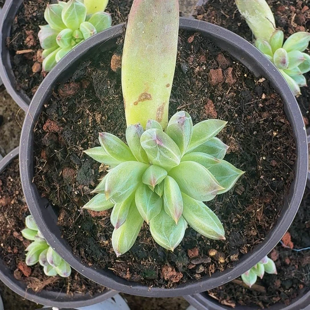 紫镜 叶插 一物一拍