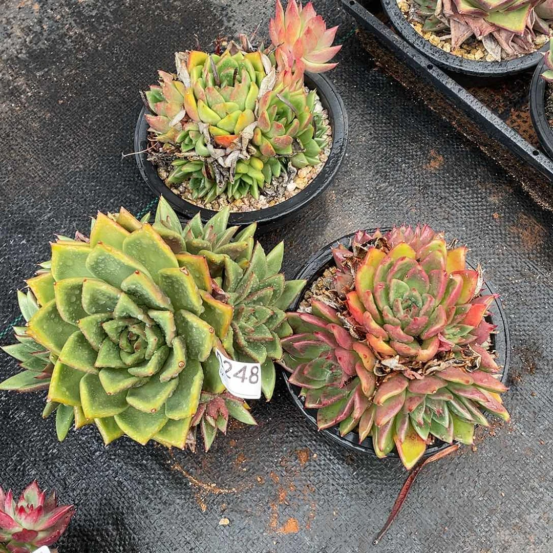 若如东云组拍D248