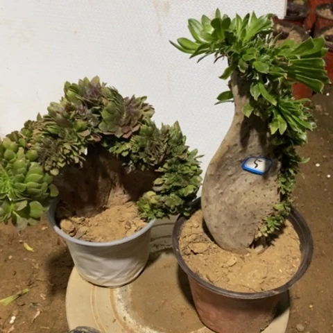 两颗法师一物一拍