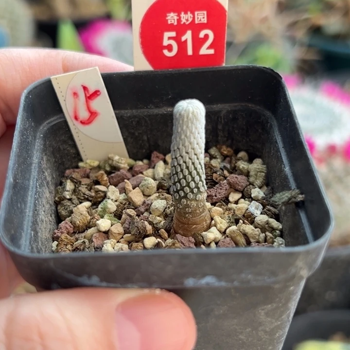 实生精巧丸一棵仙人球