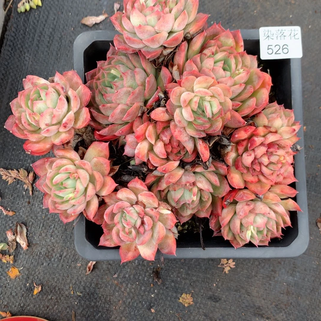 精品多肉植物526
