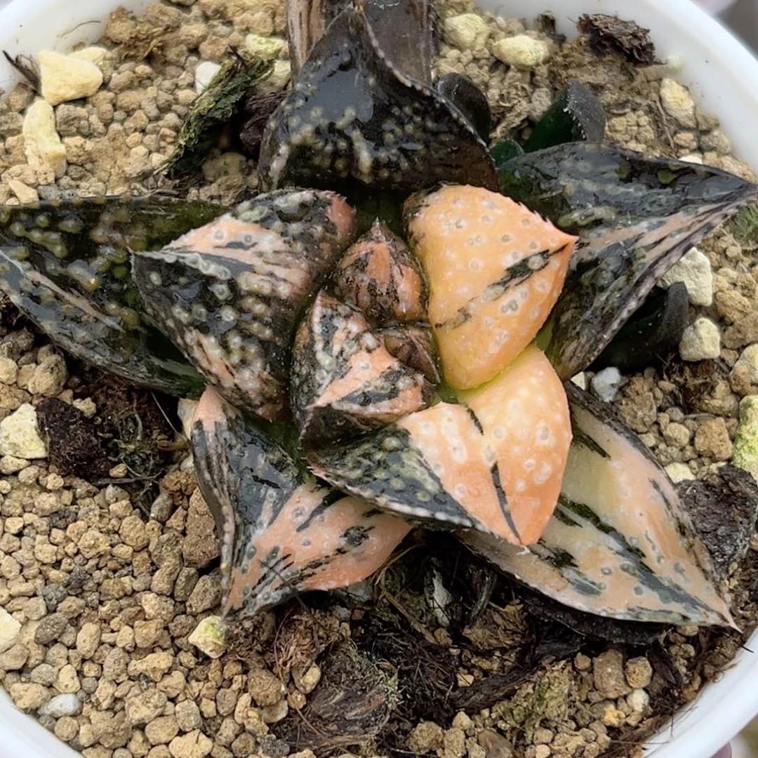 69紫禁城锦福利专场