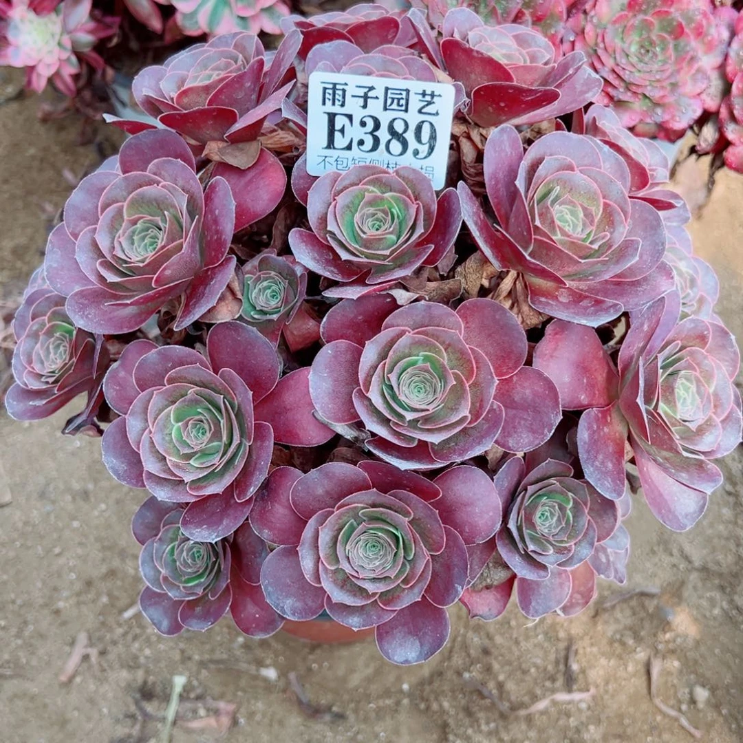 389魅金玫瑰尺寸25左右