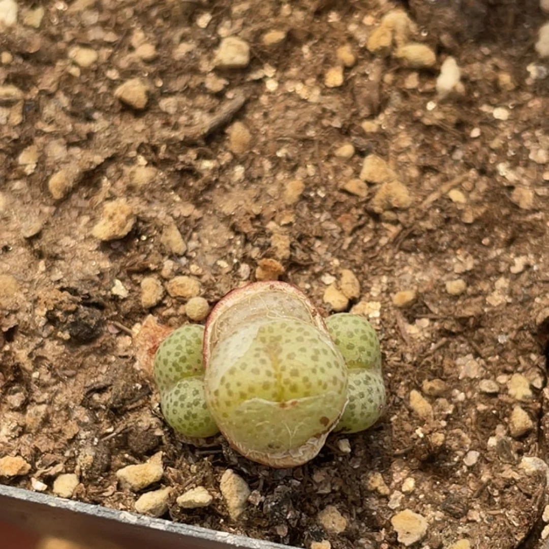 11-33金桔多肉植物