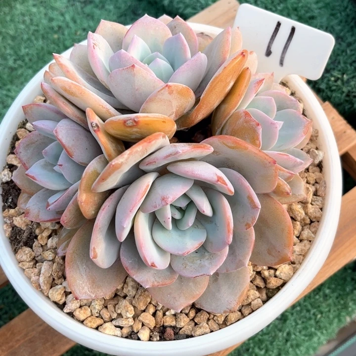 奶茶11号码牌子的话