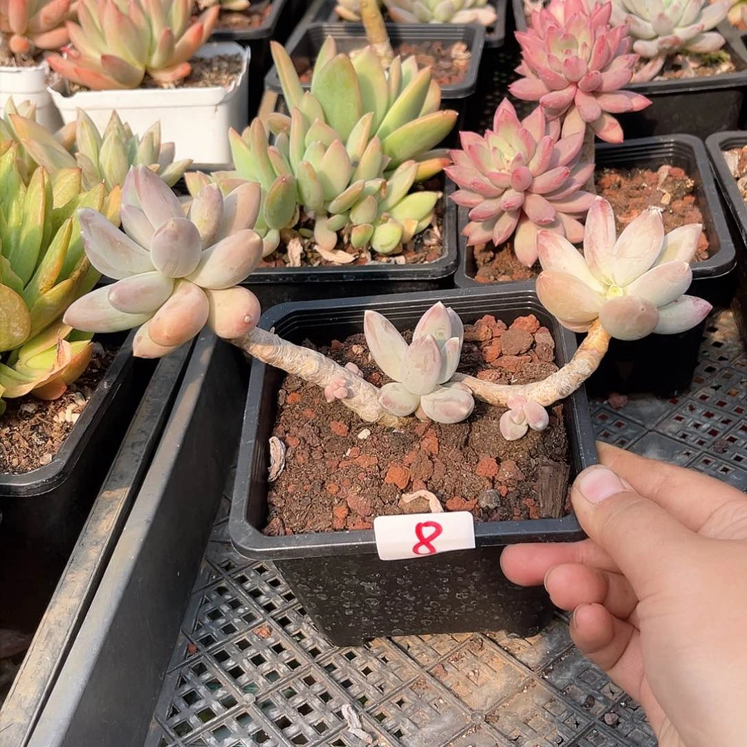 松果。 8。 1111111111