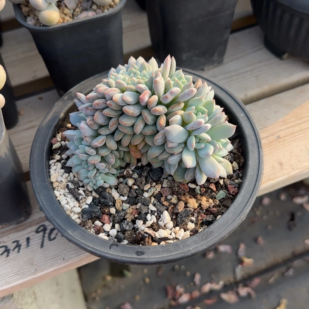 星星朵朵缀五十包邮老桩