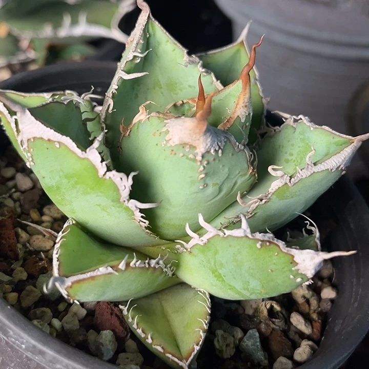 无花朵龙舌兰仁王冠繁星