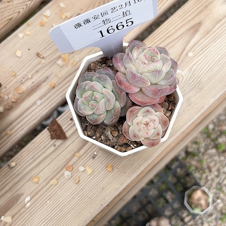 薇薇安园艺多肉1665