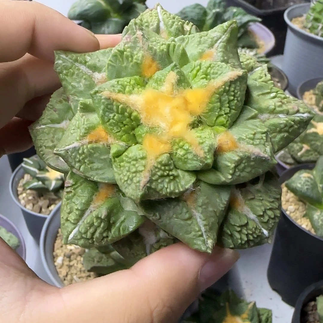 黄体哥斯拉自根无根