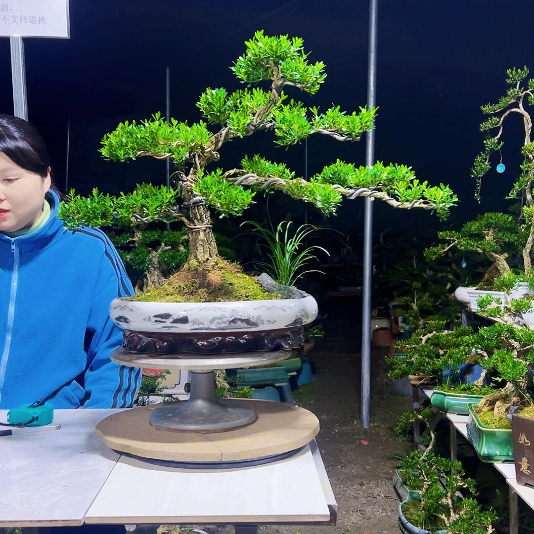 无花朵黄杨木
