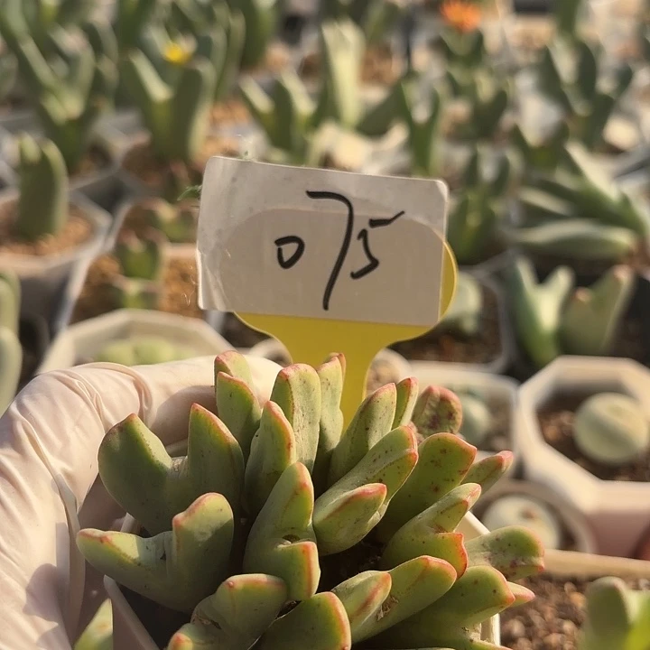 075给哥哥哥哥v哥哥