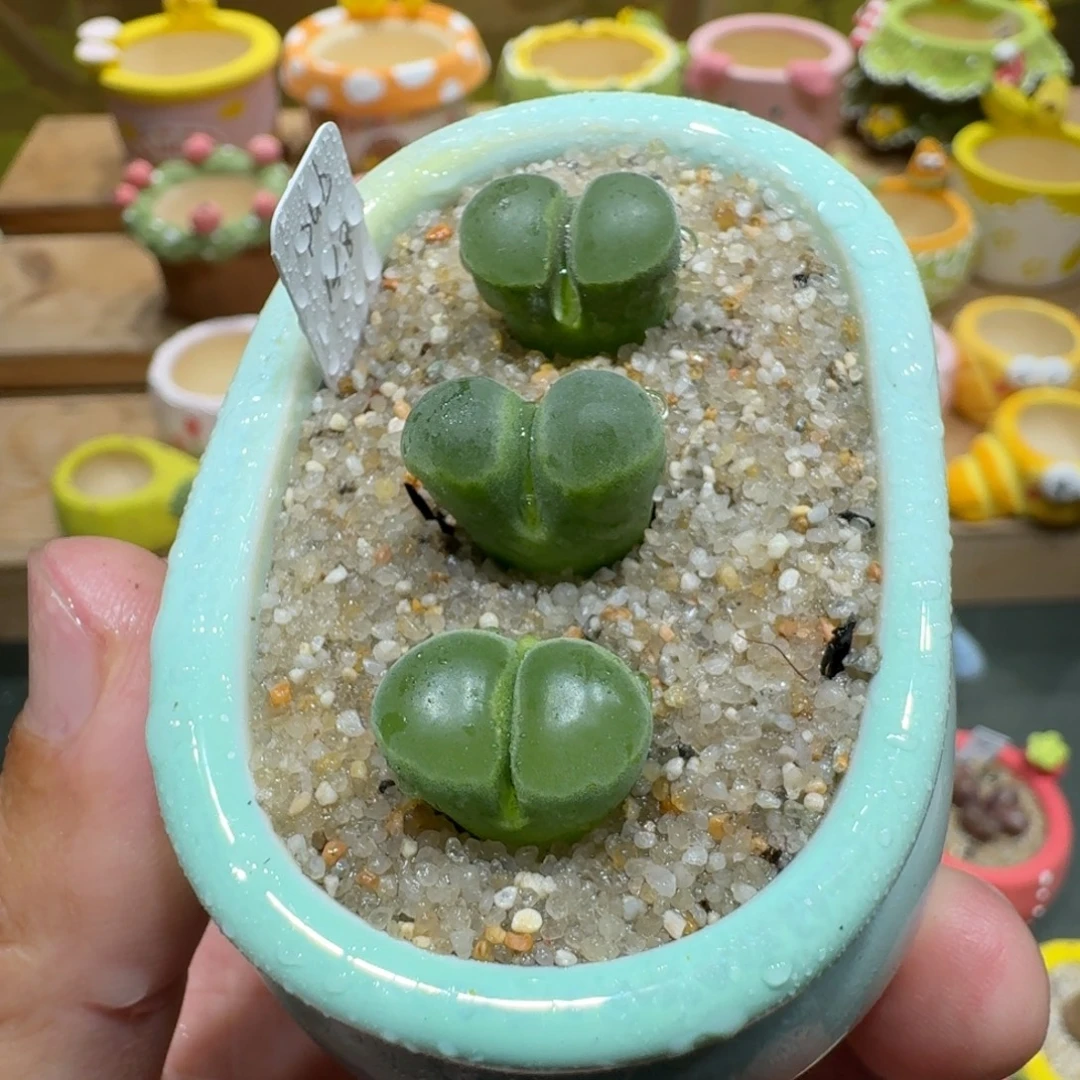 蘑菇1043pub风铃多肉植物