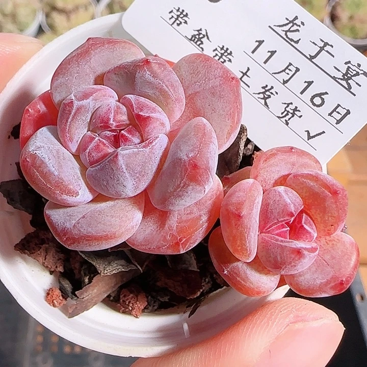 1116------65石榴籽星影双头