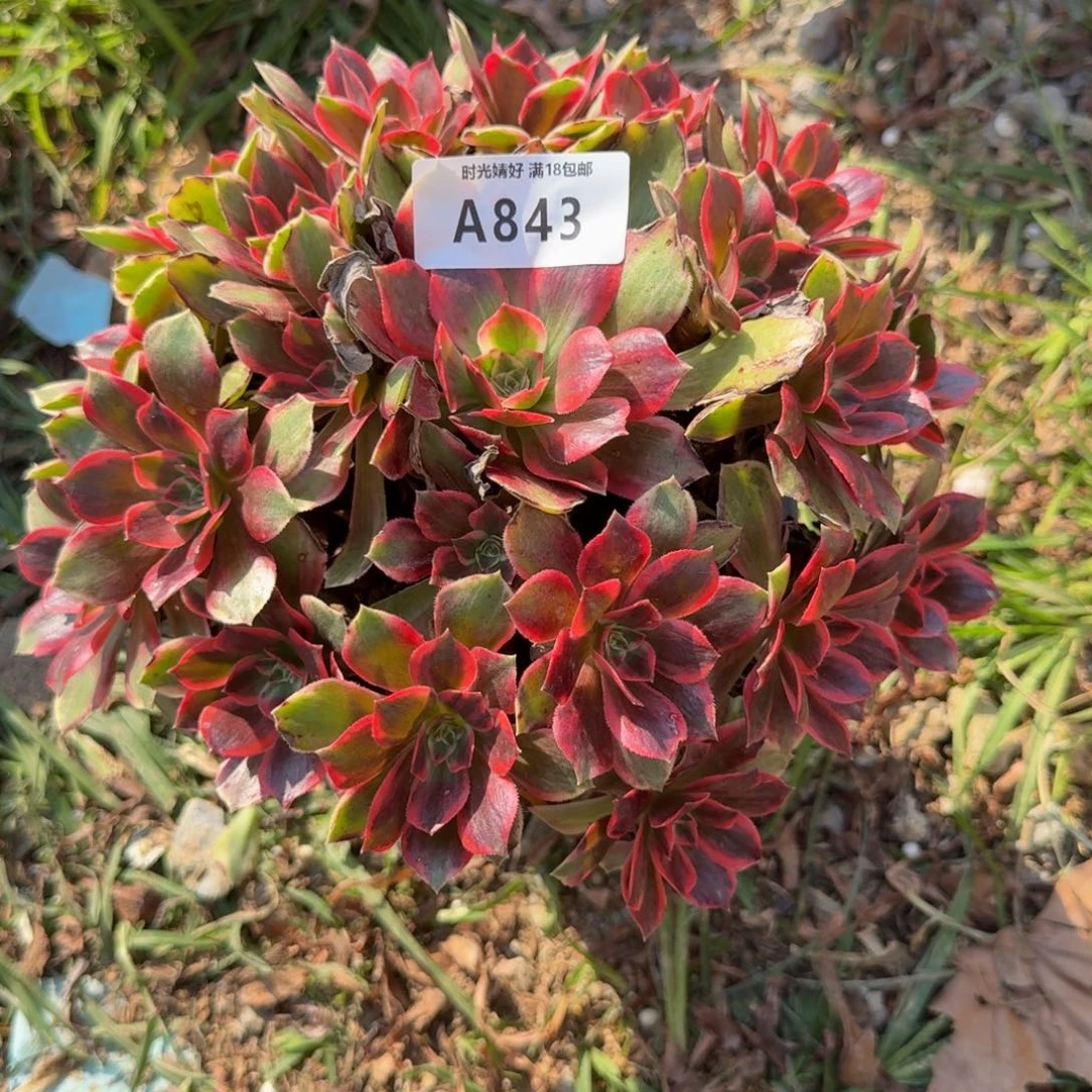 843浣纱。多肉植物