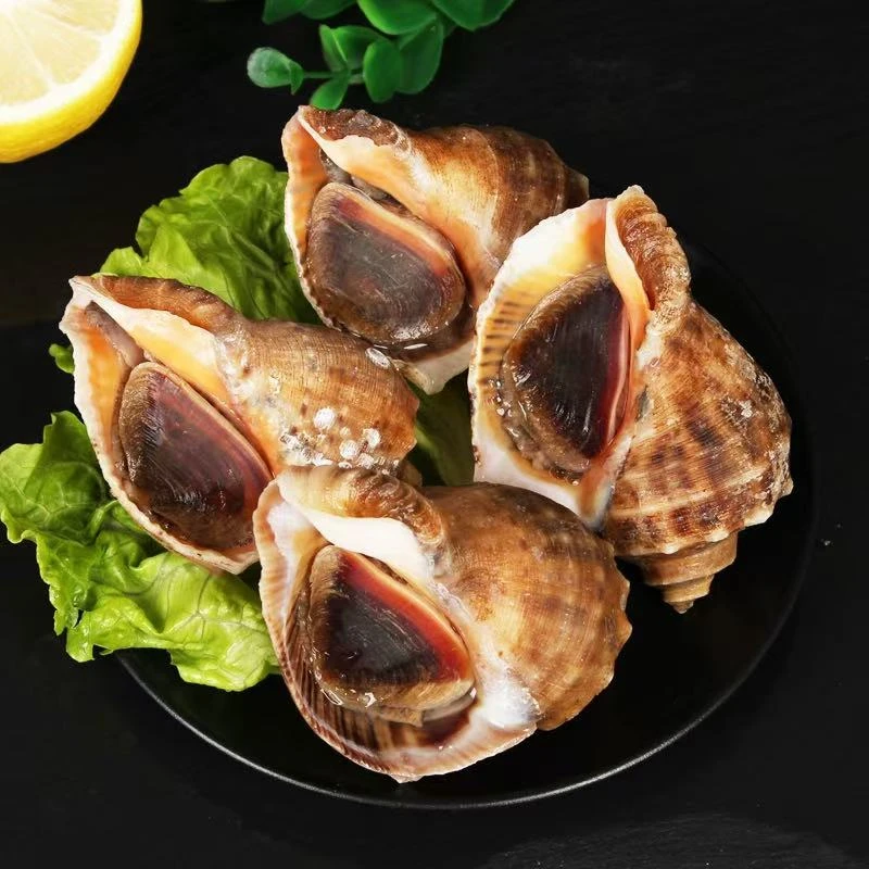 东港特产小船海螺 10-15头/斤 保鲜保活 紫色粘液正常 顺丰直达