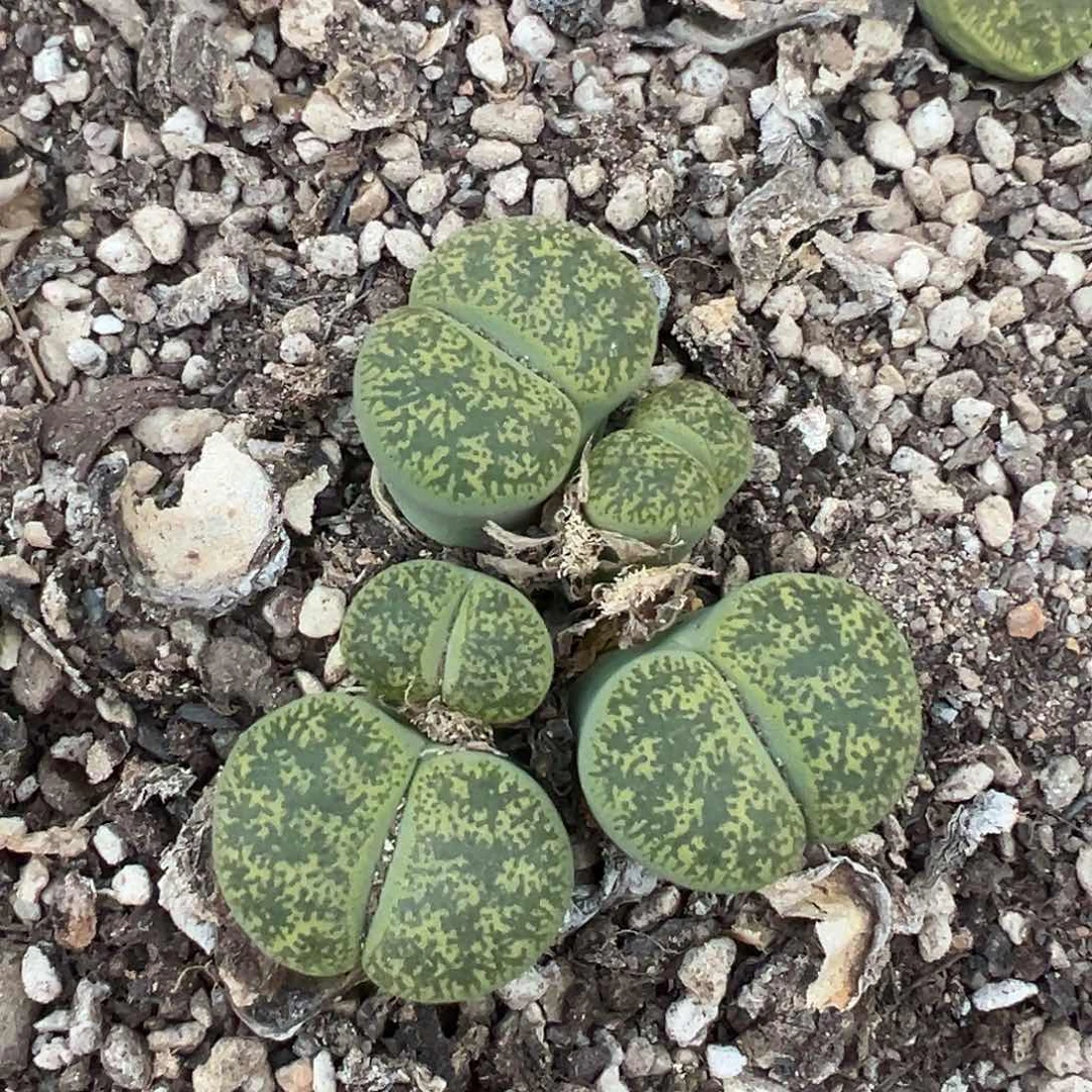 4001下播福利11111111