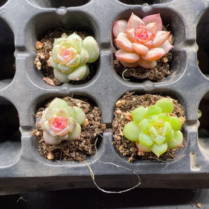 一物一拍精品多肉植物