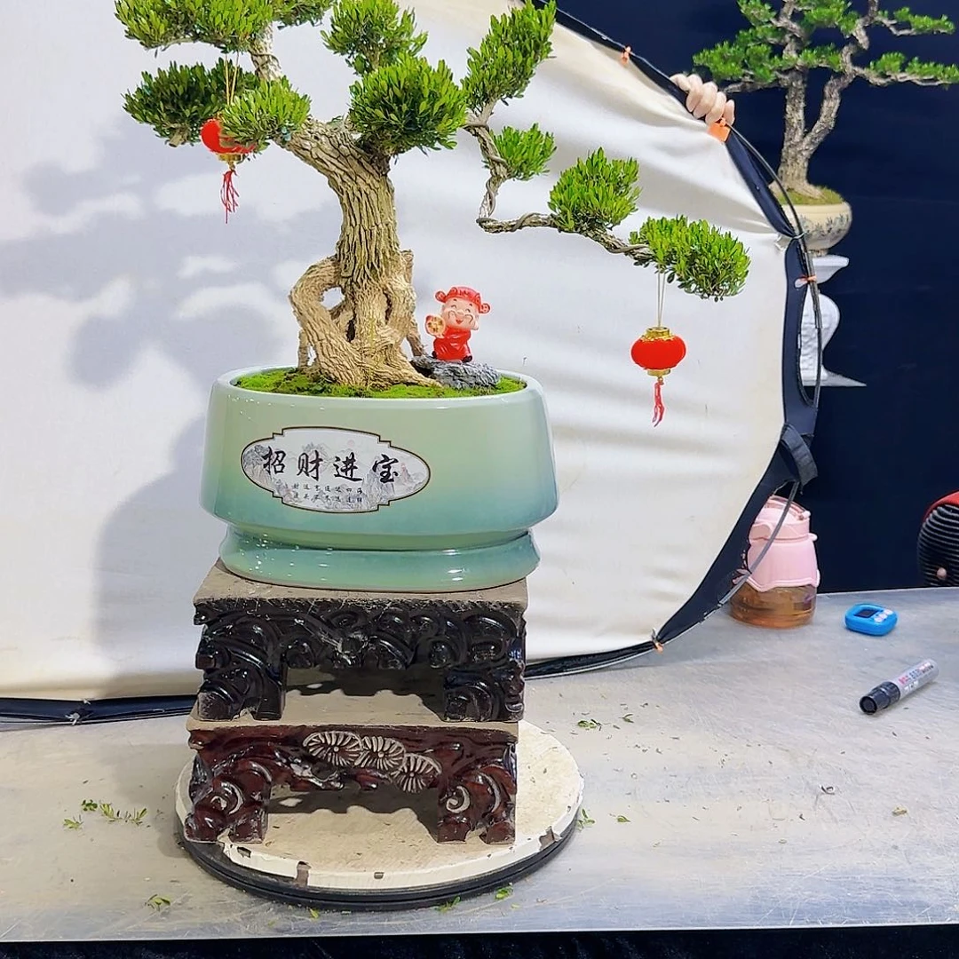 高端黄杨盆景艺术