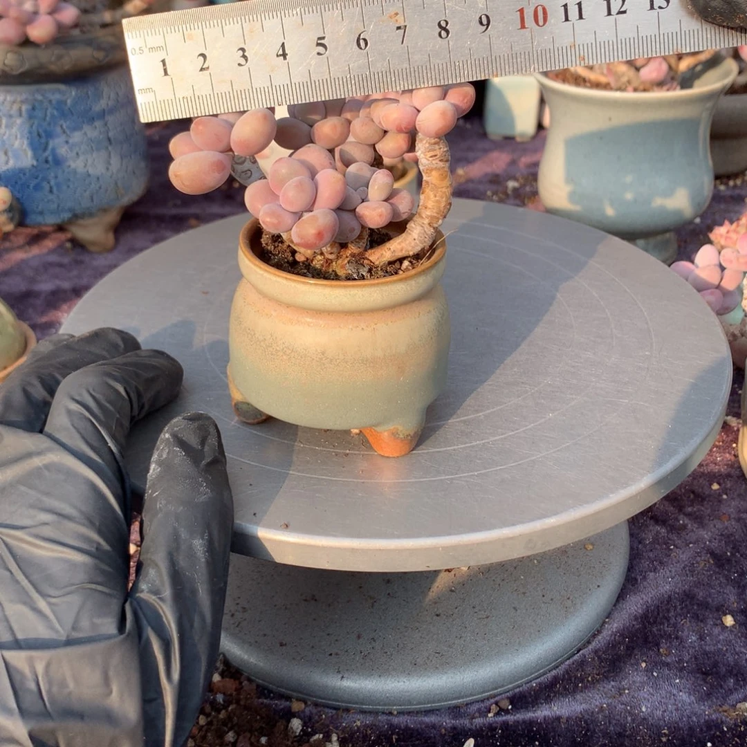 2感带盆偏远地区不包邮的