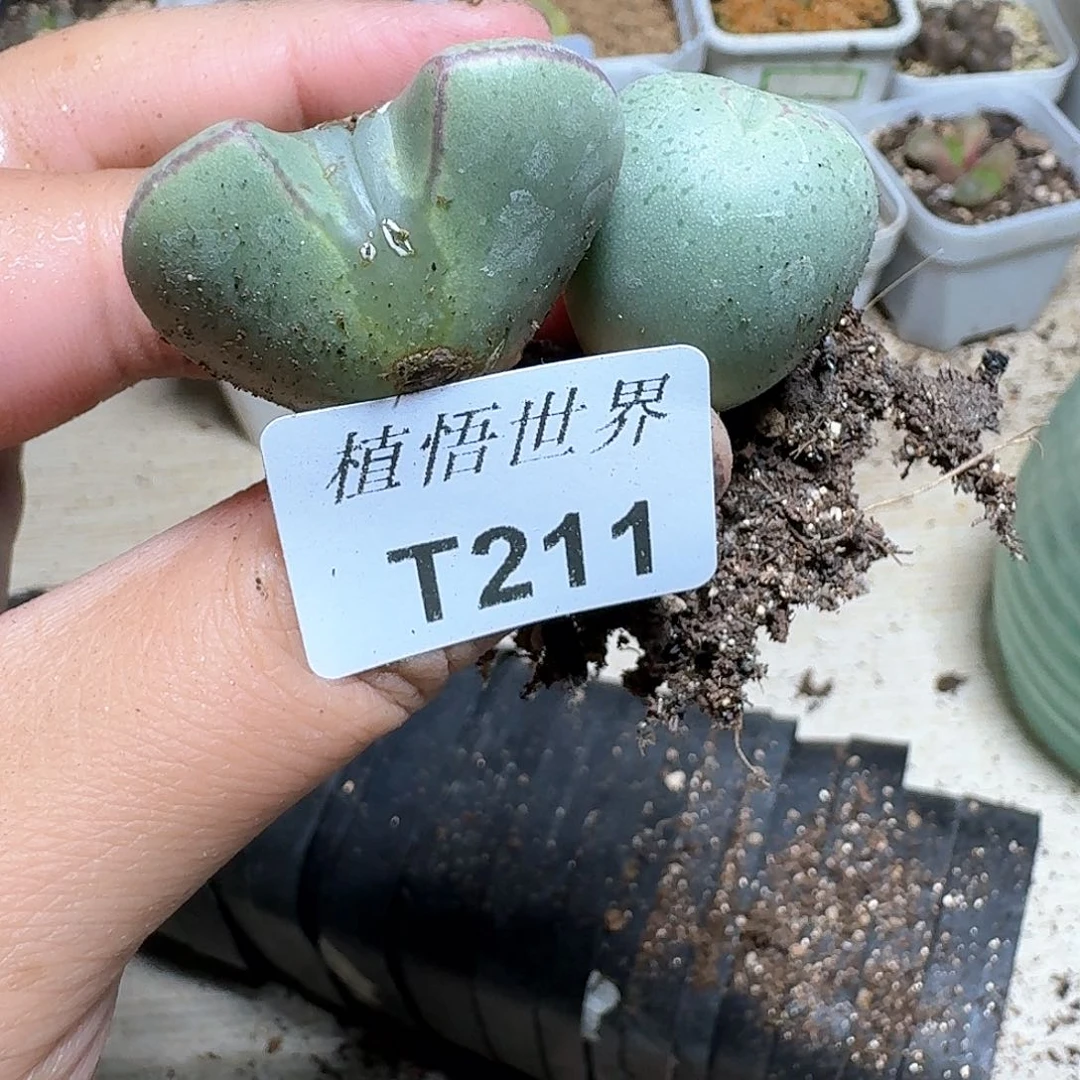 211号多肉植物哇f v