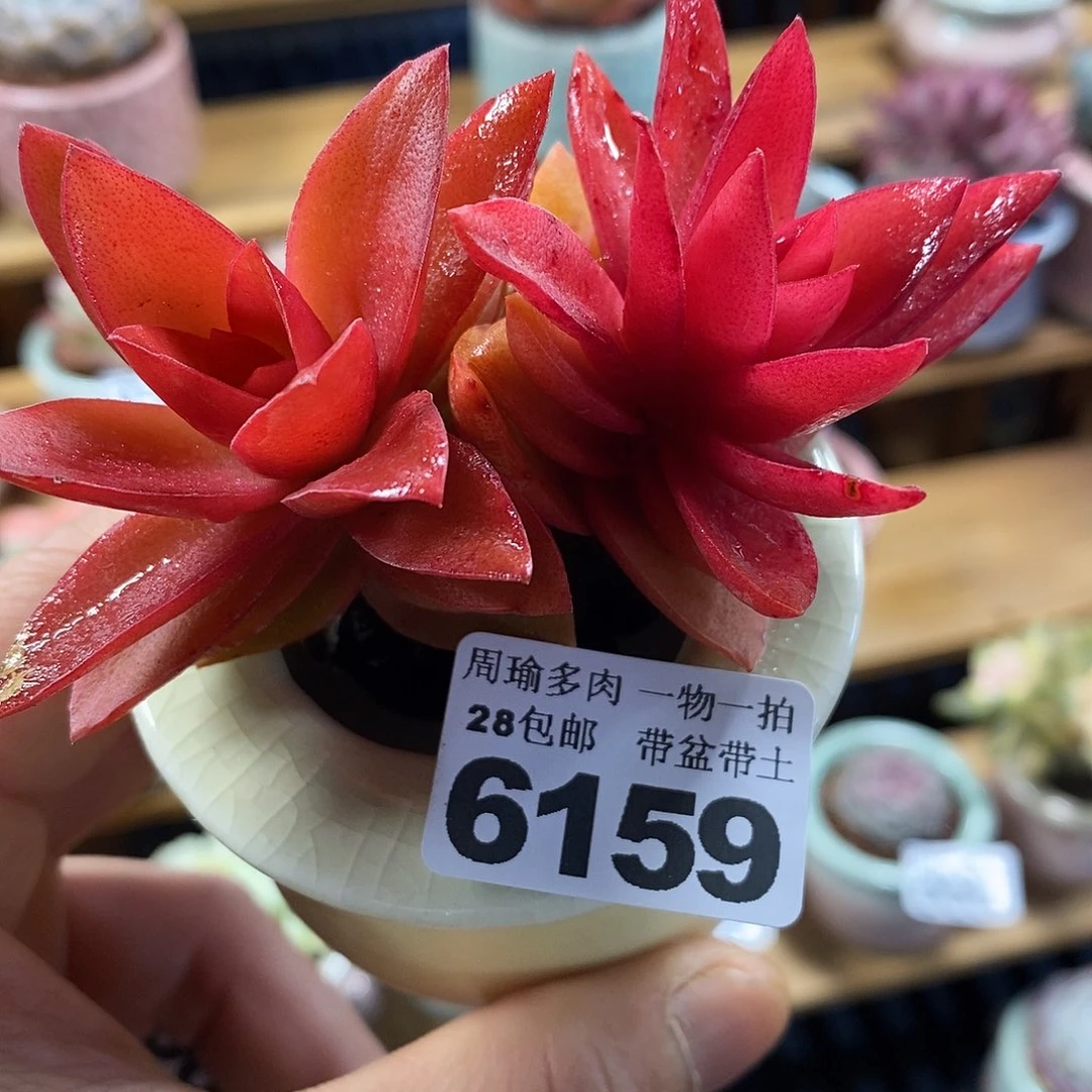 精控多肉植物6159