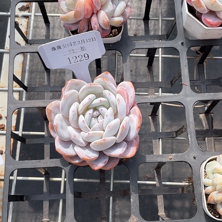 薇薇安园艺多肉1229