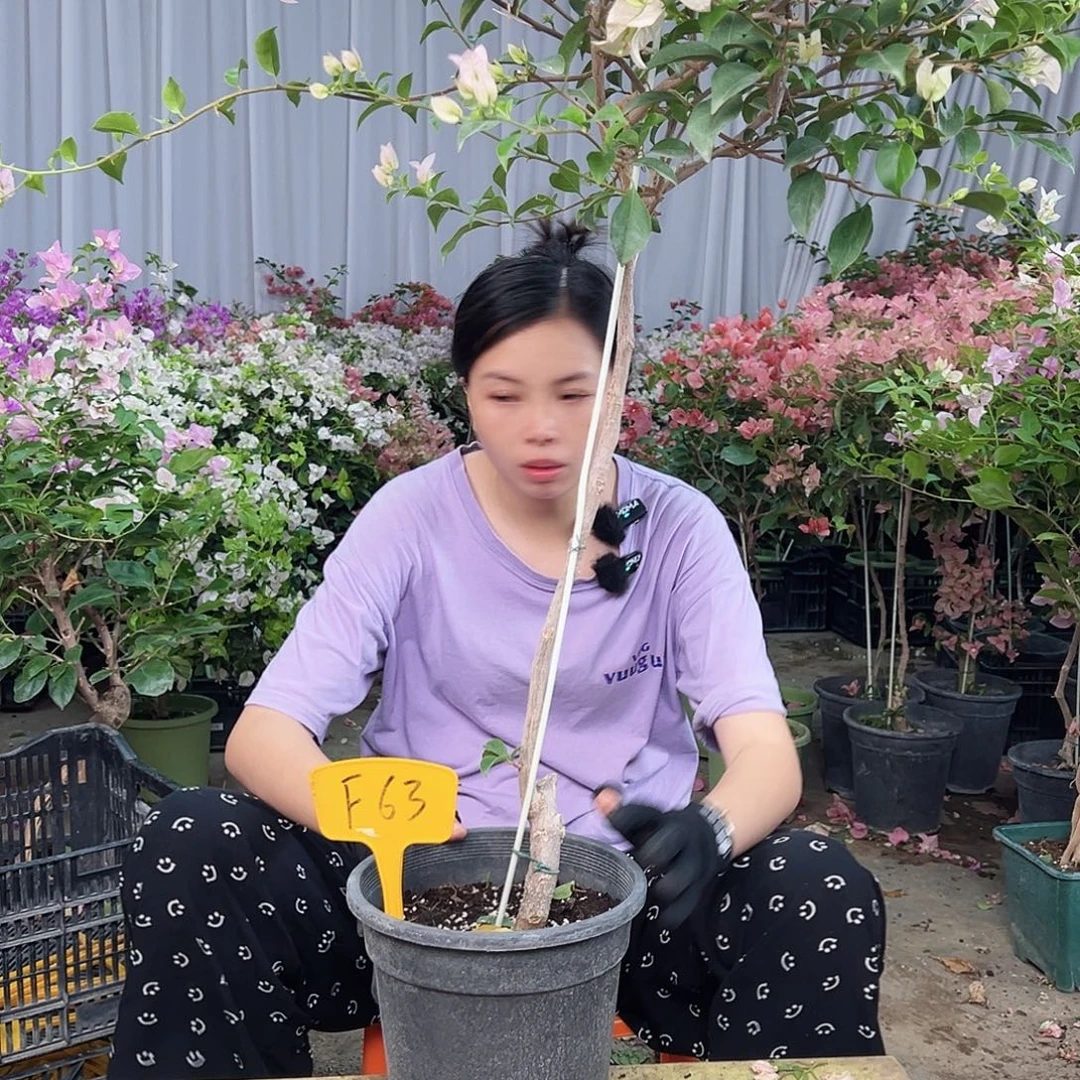 *****完全开放F63丽娜三角