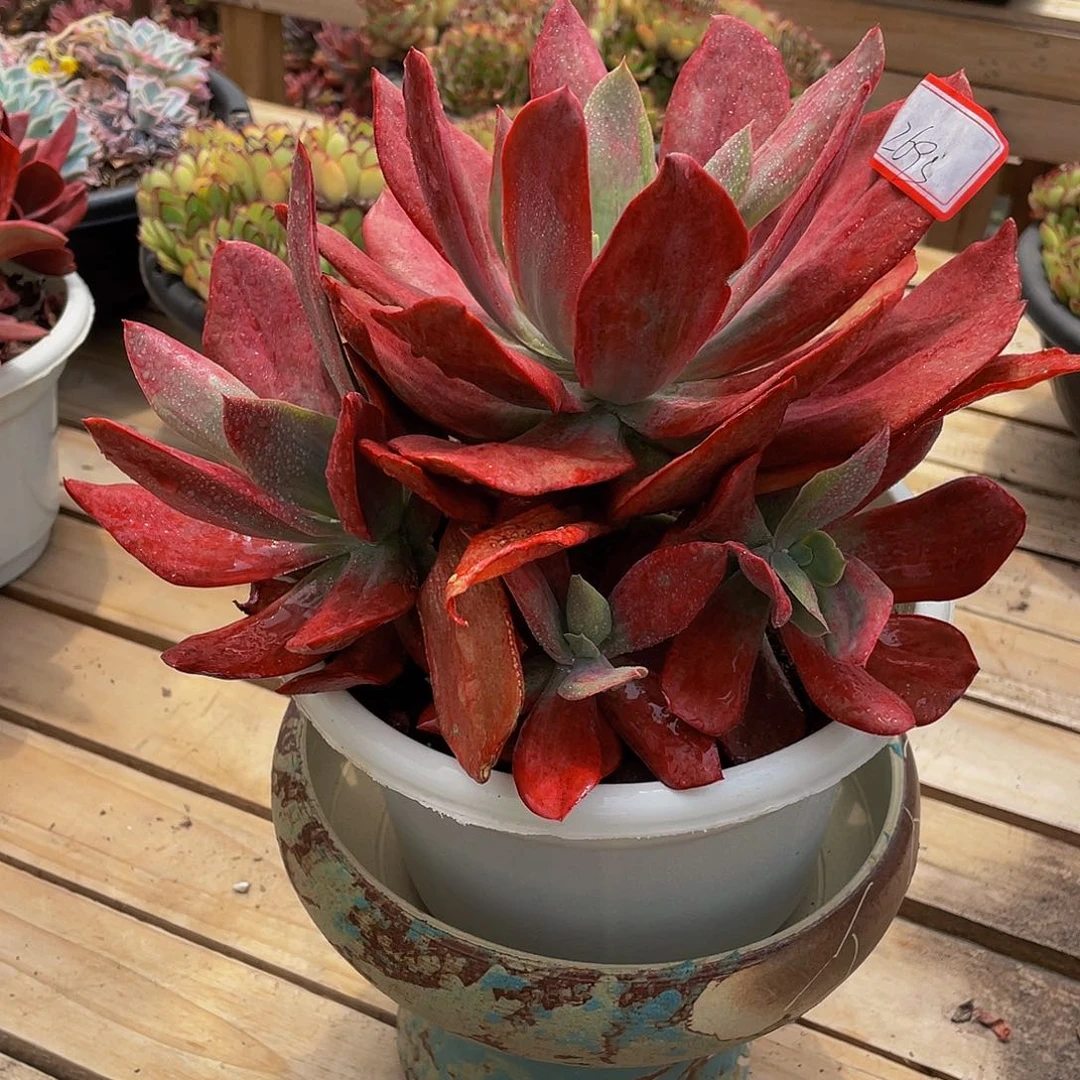 钻石锦多肉植物群2695