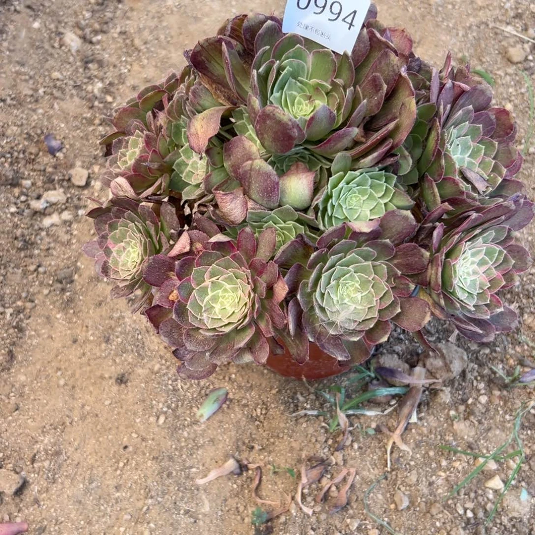 994多肉  莲花座
